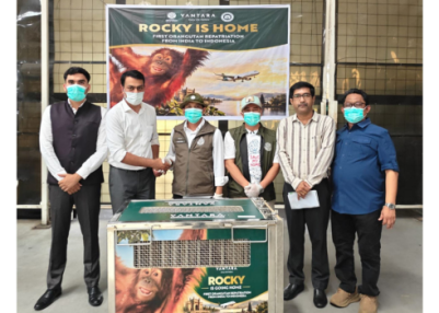 India repatriates rescued Sumatran baby orangutan to Indonesia India repatriates rescued Sumatran baby orangutan to Indonesia