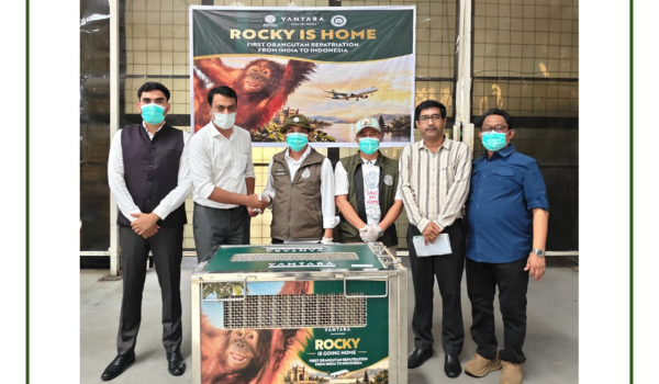 India repatriates rescued Sumatran baby orangutan to Indonesia