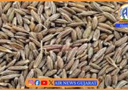 રાજ્યના સૌથી મોટા ઊંઝા માર્કેટયાડમાં રાજસ્થાન અને કાઠિયાવાડના વિસ્તારોમાંથી જીરાની સારી આવક..