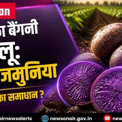 Vishleshan : भारत का बैंगनी आलू: कुफरी जामुनिया और हिडन हंगर का समाधान?